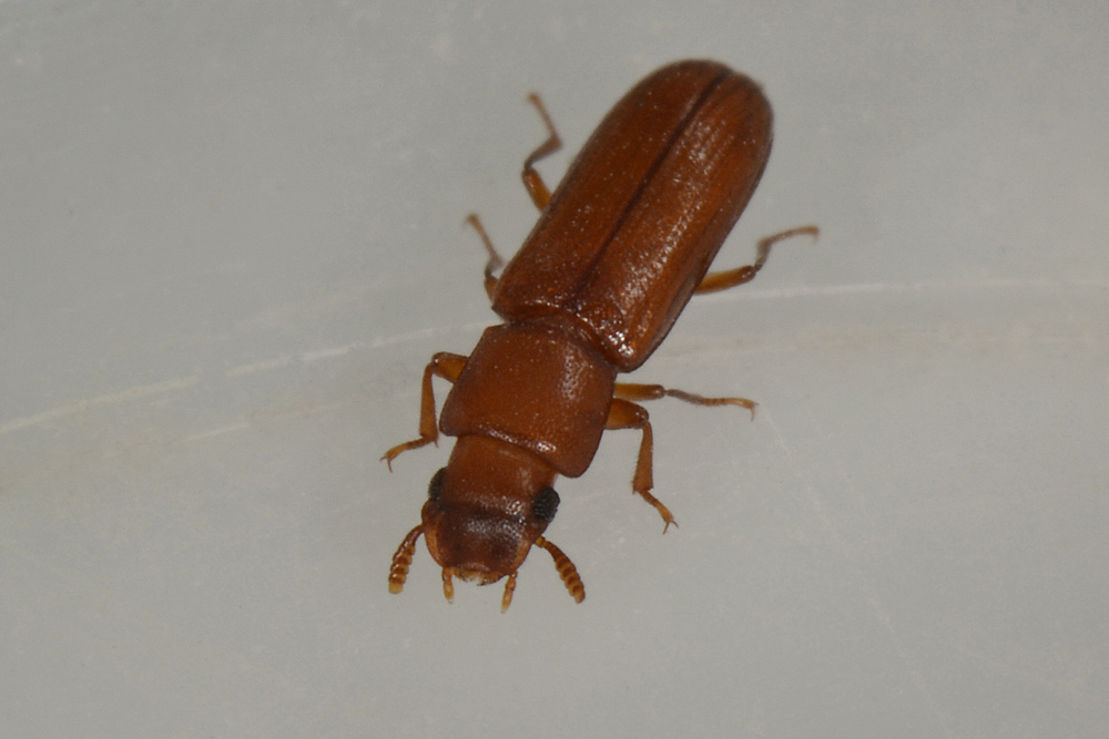 Latheticus oryzae (Tenebrionidae).